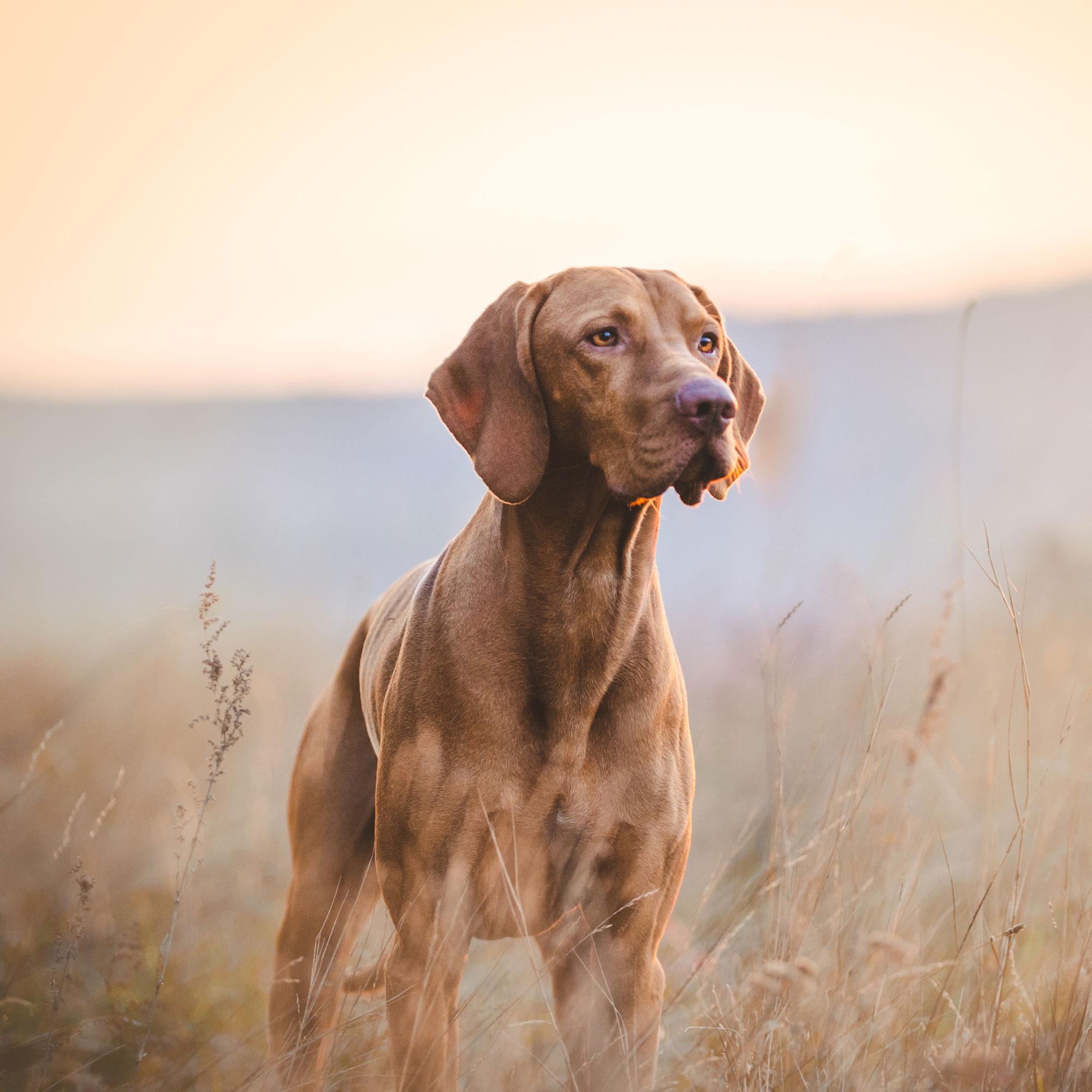 pet disaster preparedness kit